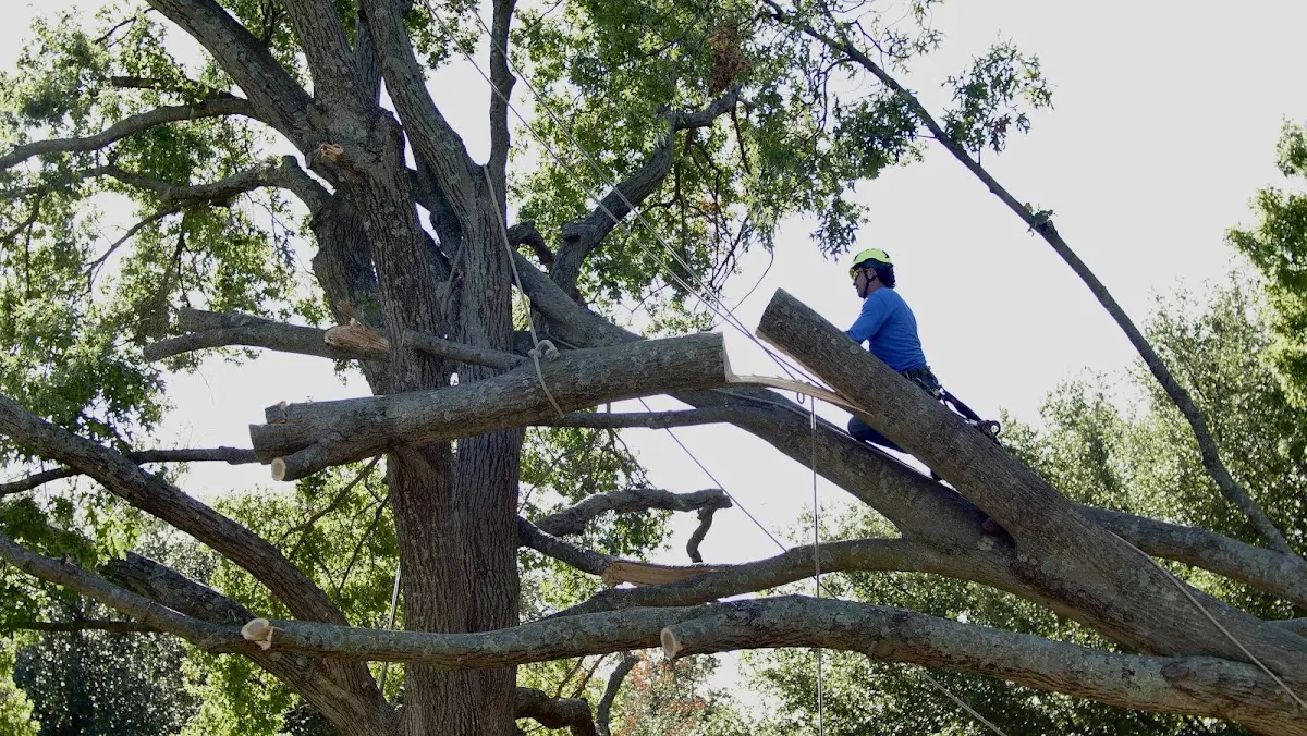 Professional Hazardous Tree Removal performed by certified arborists in Hartsville
